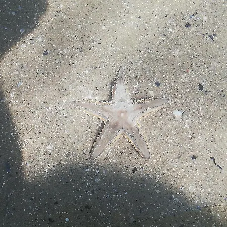 Apartment Attico Fronte Mare *