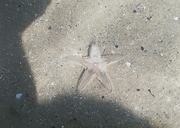 Apartamento Attico Fronte Mare *